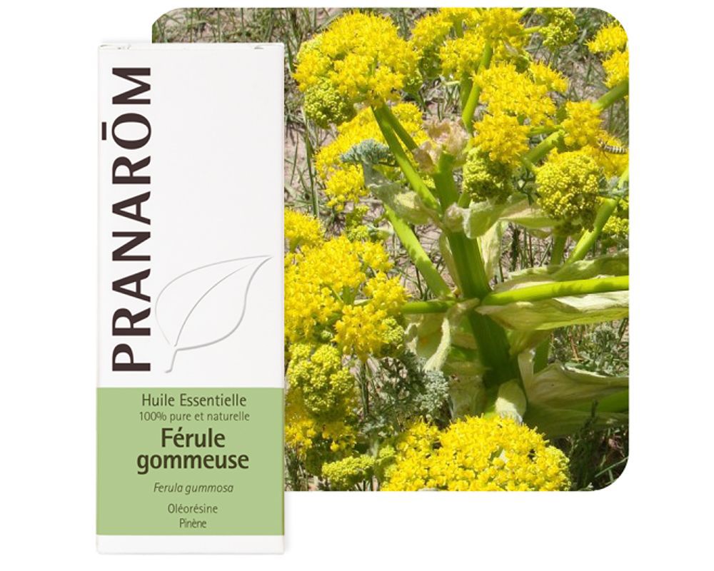 galbanum_efirnoye_maslo_pranarom